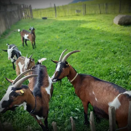 Apartament Ferienbauernhof Stallhaeusl