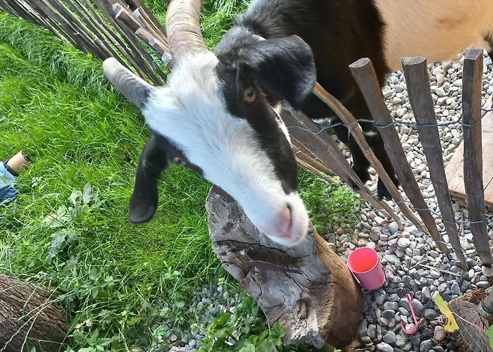 Apartament Ferienbauernhof Stallhaeusl Fieberbrunn