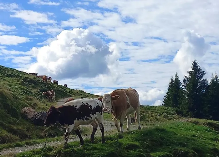 Ferienbauernhof Stallhaeusl Apartament *