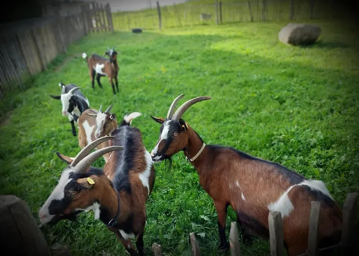 Apartament Ferienbauernhof Stallhaeusl