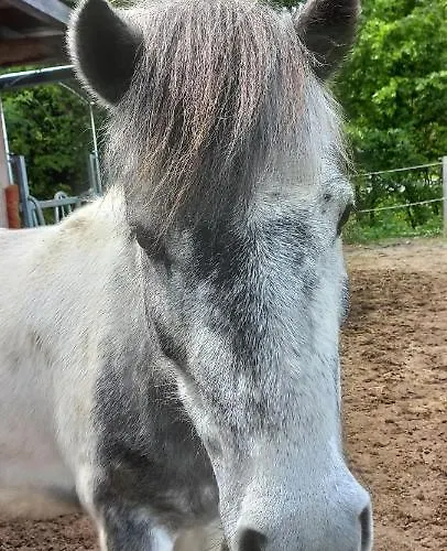 Apartament Ferienbauernhof Stallhaeusl