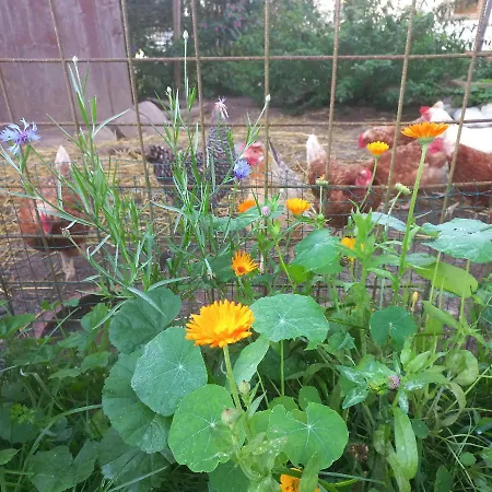 Ferienbauernhof Stallhaeusl * Fieberbrunn