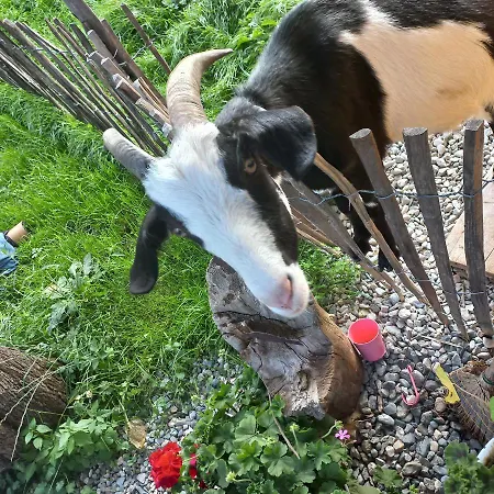 Lejlighed Ferienbauernhof Stallhaeusl Fieberbrunn