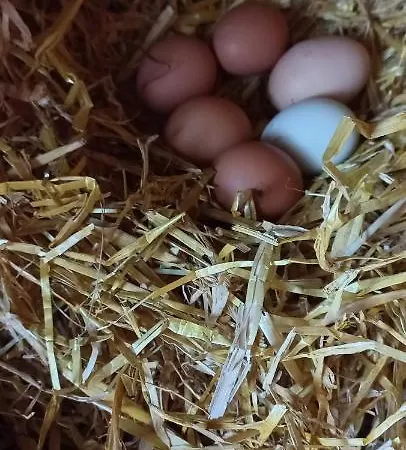 Lejlighed Ferienbauernhof Stallhaeusl