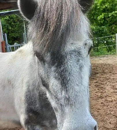 Lejlighed Ferienbauernhof Stallhaeusl